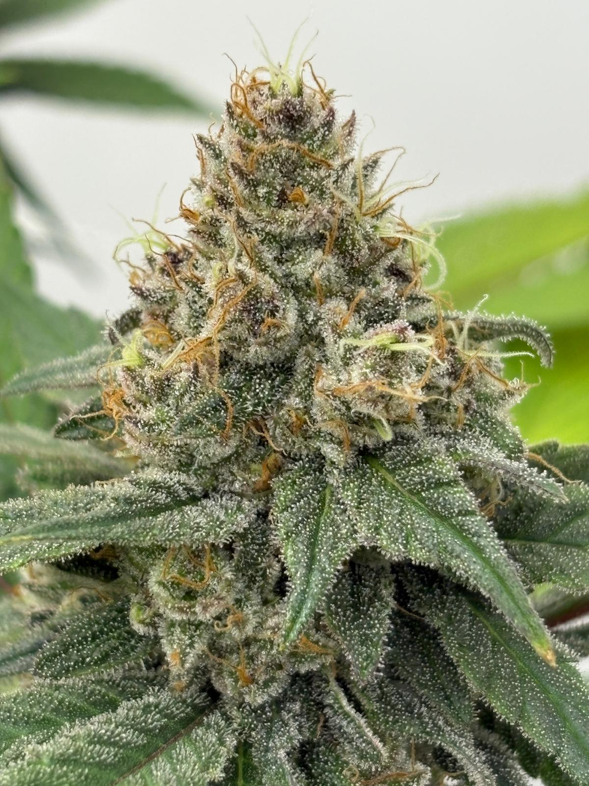 ACID OG - CANNAPACHE