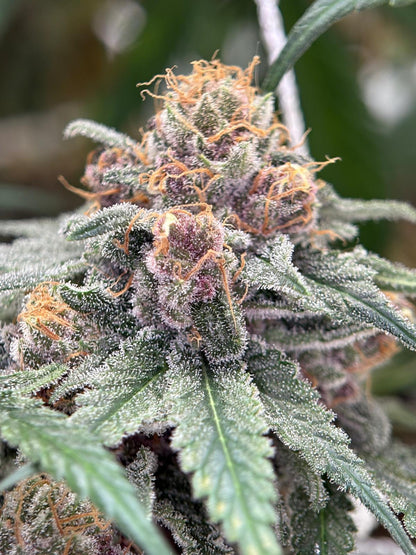 STRAWBERRY GAS - CANNAPACHE