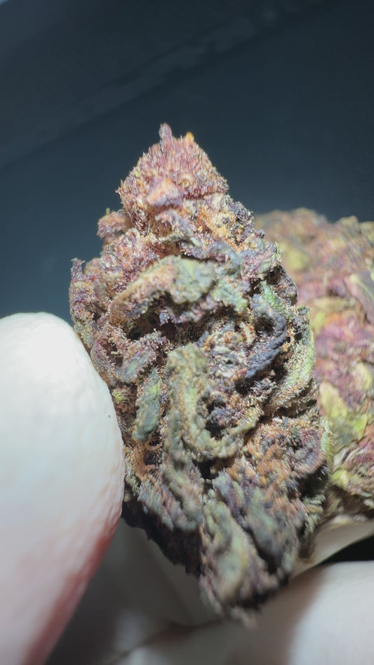 BLUE MERINGUE DIESEL — BUDCRAFT